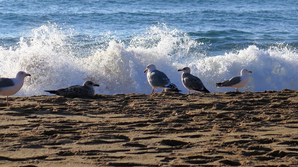 Royal S´Alguer Apartamentos