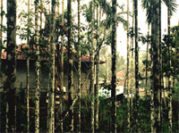Vedanta Wake Up Wayanad Edakkal Caves