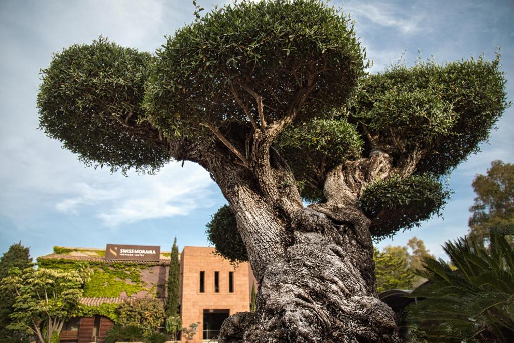 Hotel Swiss Moraira - Adults Only, Spanien, Moraira. Großes 544