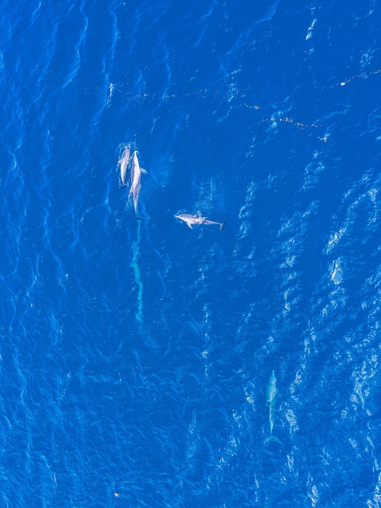 Hotel Turtle Bay Beach Club, Kenia, Watamu. Großes 123