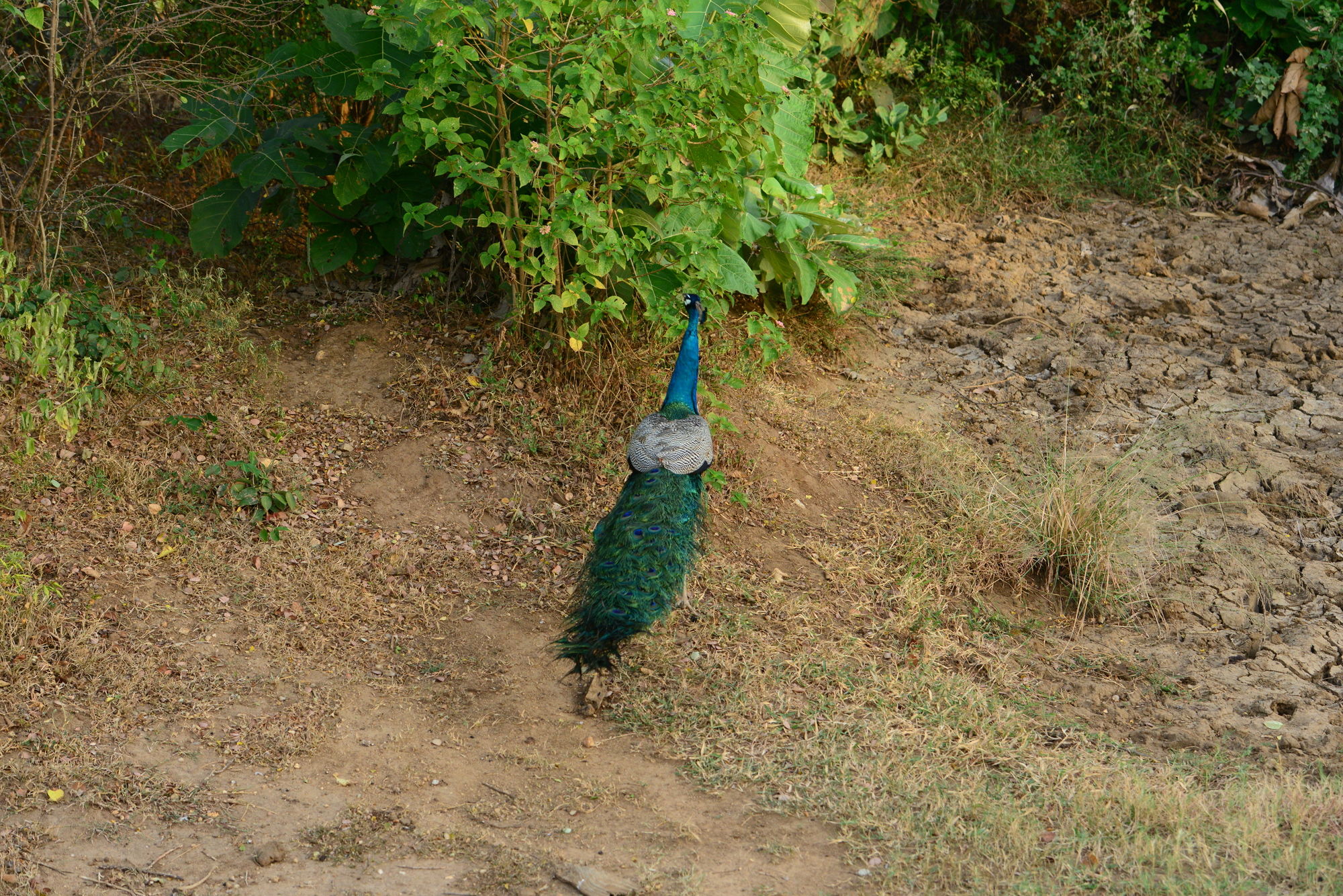 Hotel Nil Diya Mankada Safari Lodge, Sri Lanka, Udawalawe. Großes 2